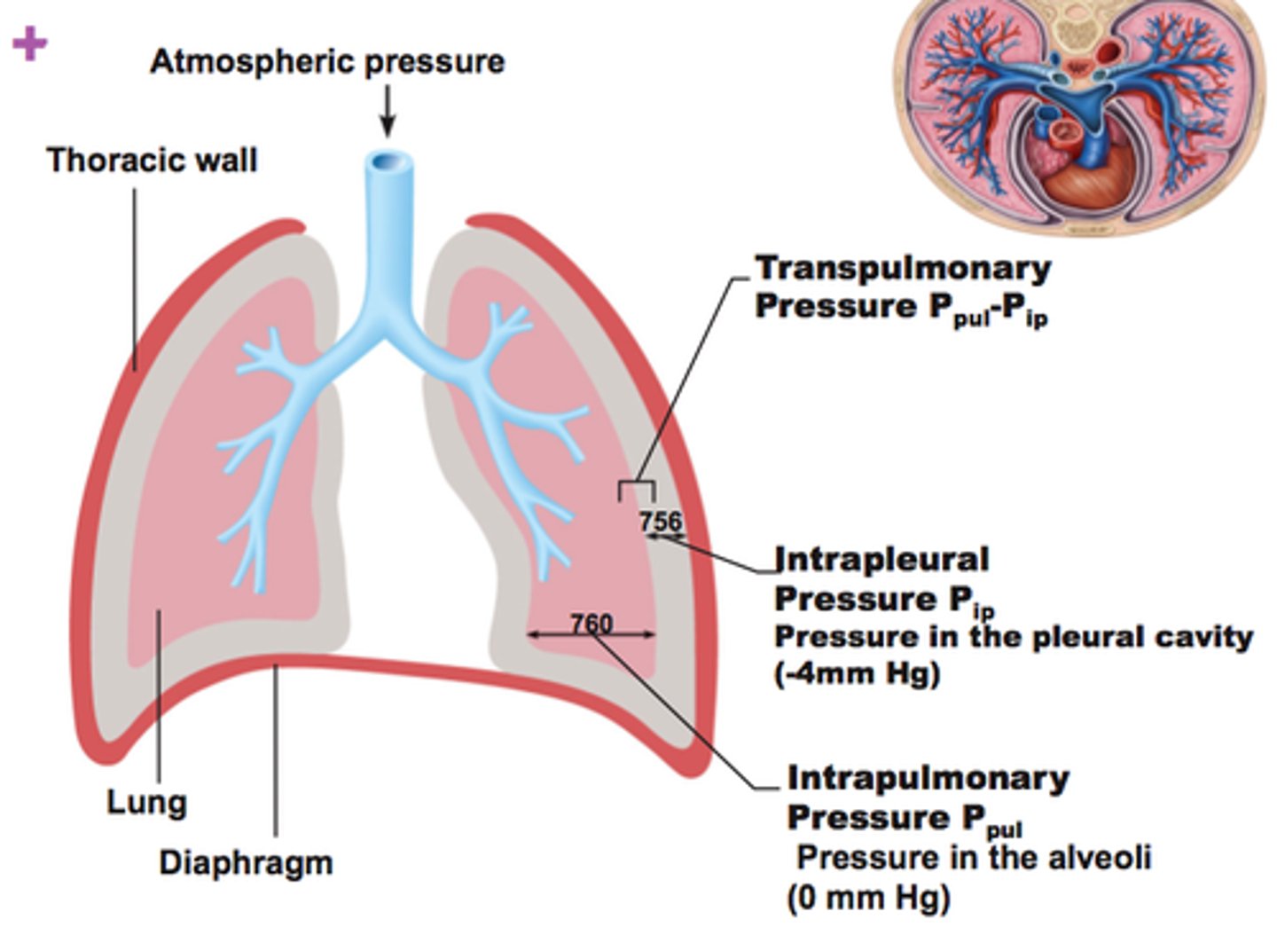 <p>difference between intrapulmonary and intrapleural pressure</p>