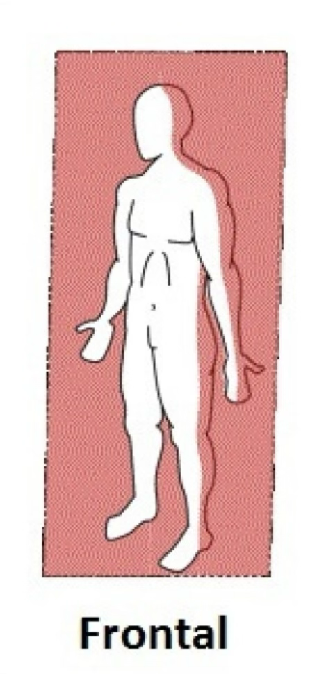 <p>frontal plane</p>