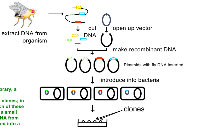 <p>→ collection of recombinant clones</p><p>E.g. each bacteria has a small part of DNA from the fly inserted into a plasmid</p><ul><li><p>can then screen for clones containing genes of interest by DNA/RNA hybridisation or DNA sequencing</p></li></ul><p></p>