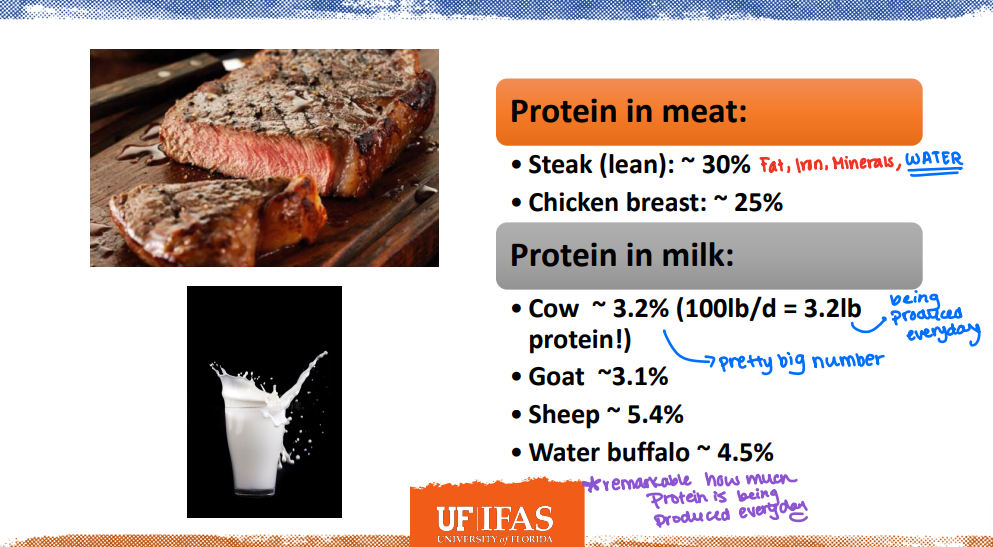 <p>Review </p><ul><li><p>It is remarkable how much protein is being produced everyday </p></li></ul><p></p>