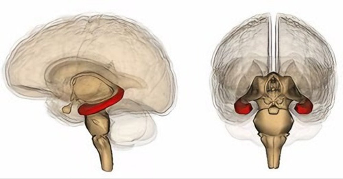 <p>A neural center located in the limbic system that helps process explicit memories for storage.</p><p>Vital for memory - if you had this damaged, you wouldn't be able to make new memories - unless they were skill memories (procedural memories aren't stored here, because they are stored in the cerebellum)</p>