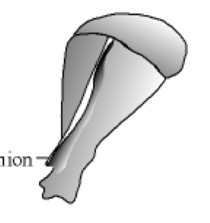 This is the scapula of which animal?
