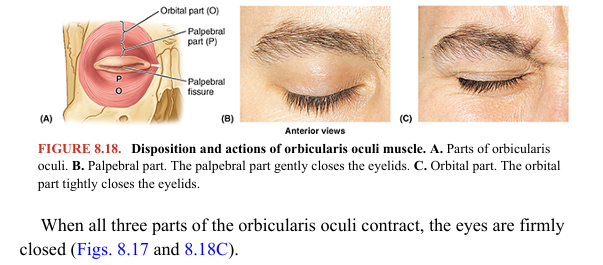 <p>The function of the eyelids (L. palpebrae) is to protect the eyeballs from injury and excessive light. The eyelids also keep the cornea moist by spreading the tears. The orbicularis oculi closes the eyelids and wrinkles the forehead vertically (Figs. 8.16A, B and 8.18; Table 8.3). Its fibers sweep in concentric circles around the orbital margin and eyelids. Contraction of these fibers narrows the palpebral fissure (aperture between the eyelids) and assists the flow of lacrimal fluid (tears) by bringing the lids together laterally first, closing the palpebral fissure in a lateral to medial direction. The orbicularis oculi muscle consists of three parts: 1. Palpebral part: arising from the medial palpebral ligament (see Fig. 8.21) and mostly located within the eyelids, gently closes the eyelids (as in blinking or sleep) to keep the cornea from drying 2. Lacrimal part: passing posterior to the lacrimal sac, draws the eyelids medially, aiding drainage of tears 3. Orbital part: overlying the orbital rim and attached to the frontal bone and maxilla medially, tightly closes the eyelids (as in winking or squinting) to protect the eyeballs against glare and dust</p>