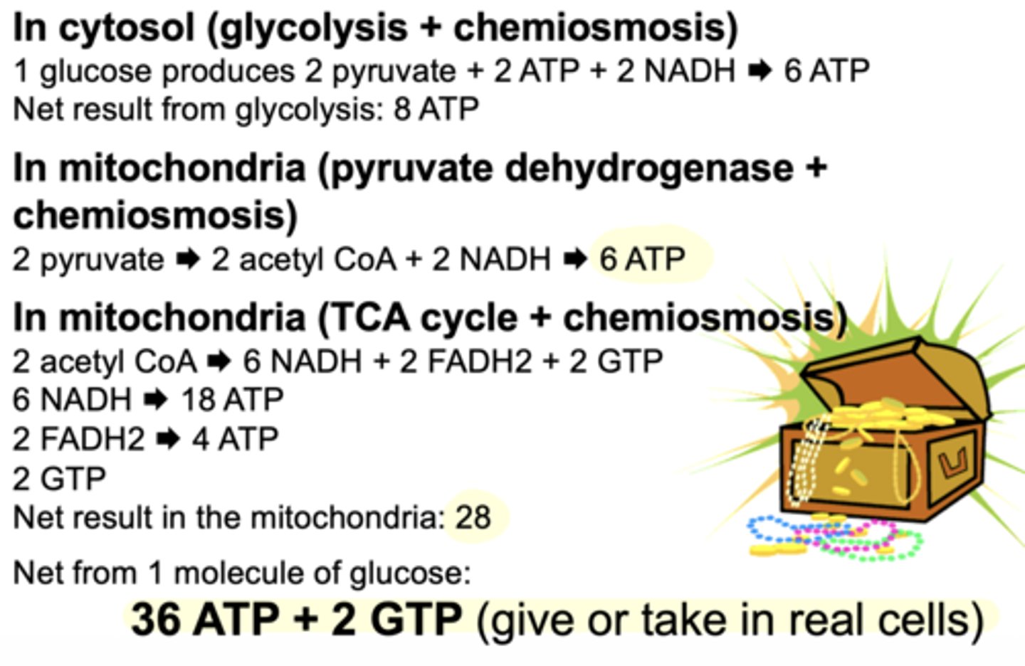 <p>36 ATP + GTP</p>