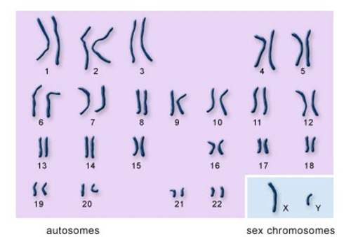 <p>Total number of chromosomes humans have, consisting of 23 sets.</p>