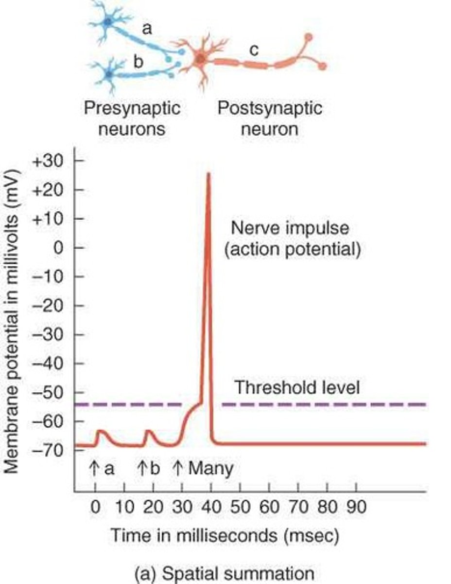 <p>The summation of effects of neurotransmitters released from more than one presynaptic neuron.</p>