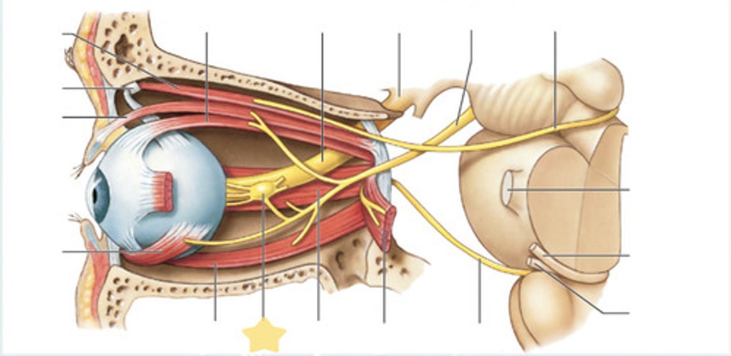 <p>pupil constriction (constrictor pupillae) parasympathetically</p>