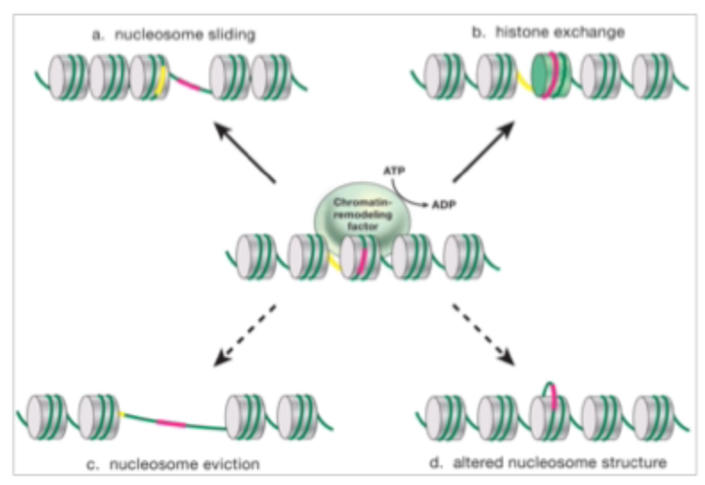 <p>Mechanisms of ATP- dependent chromatin remodelling </p>