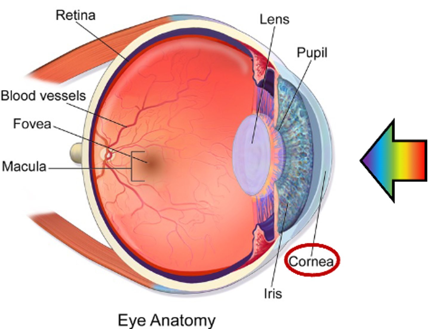 <p>Cornea</p>