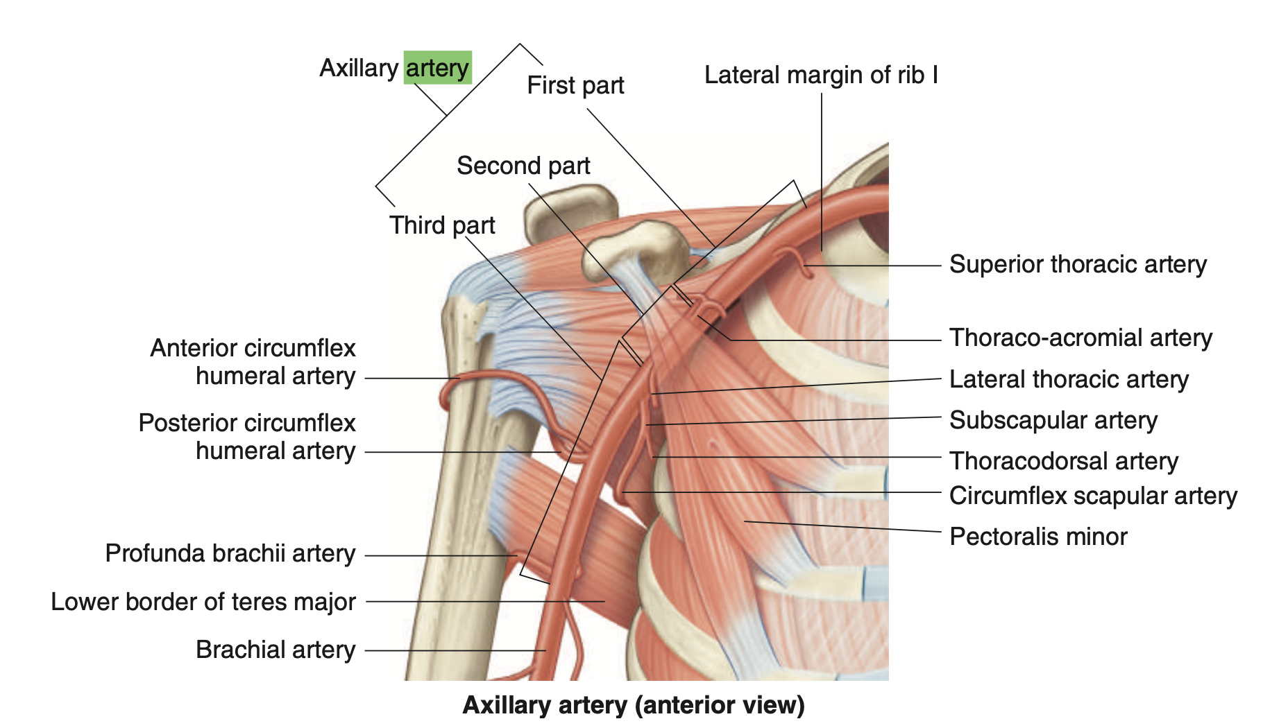 <p>1) Subscapular a. → Circumflex scapular a. &amp; Thoracodorsal a. </p><p>2) Anterior circumflex humeral a. </p><p>3) Posterior circumflex humeral a. </p>