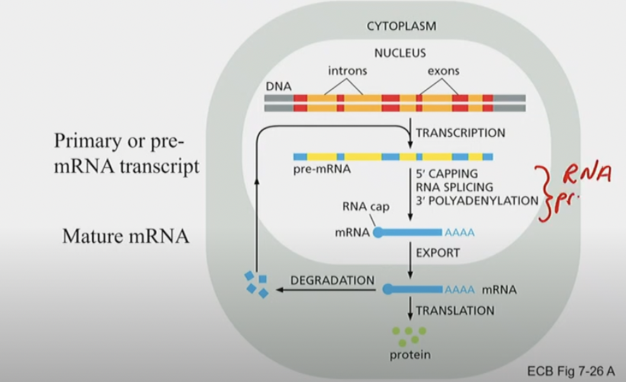 Translation can begin before Transcription is complete because of the absence of a nucleus.

Eukaryotes have introns and exons, creating pre-mRNA transcript before translation begins.

5’ capping, RNA splicing and 3’ polyadenylation removes introns before mRNA leaves nucleus for translation.