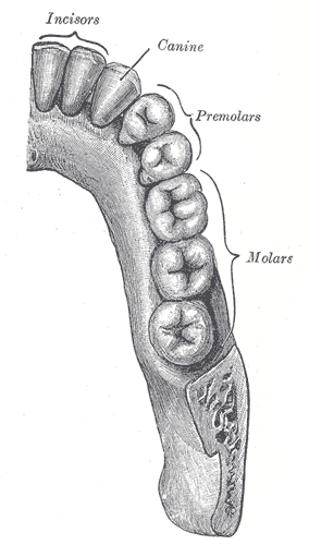 <p>bicuspid tooth; a series of 8 permanent teeth located between the canine and molar teeth; 4 on the upper and 4 on the lower jaws</p>