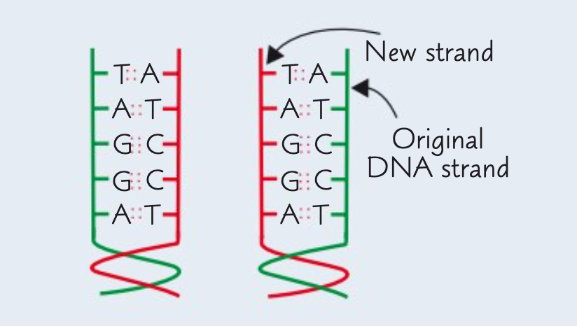 <p>The result is two identical copies of DNA molecules.</p><p>Each new DNA molecule contains one strand from the original DNA molecule and one new strand.</p>