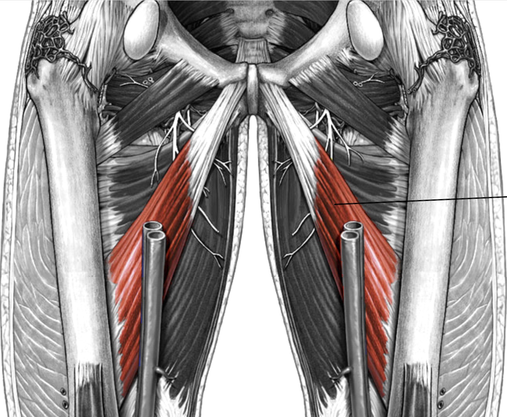 <p>Which muscle of the femur is:</p><ul><li><p>Inferior to adductor brevis, superior to adductor magnus</p></li><li><p>Action: adducts hip</p></li><li><p>Nerve: <span style="color: yellow;">obturator &amp; sciatic</span></p></li></ul><p></p>