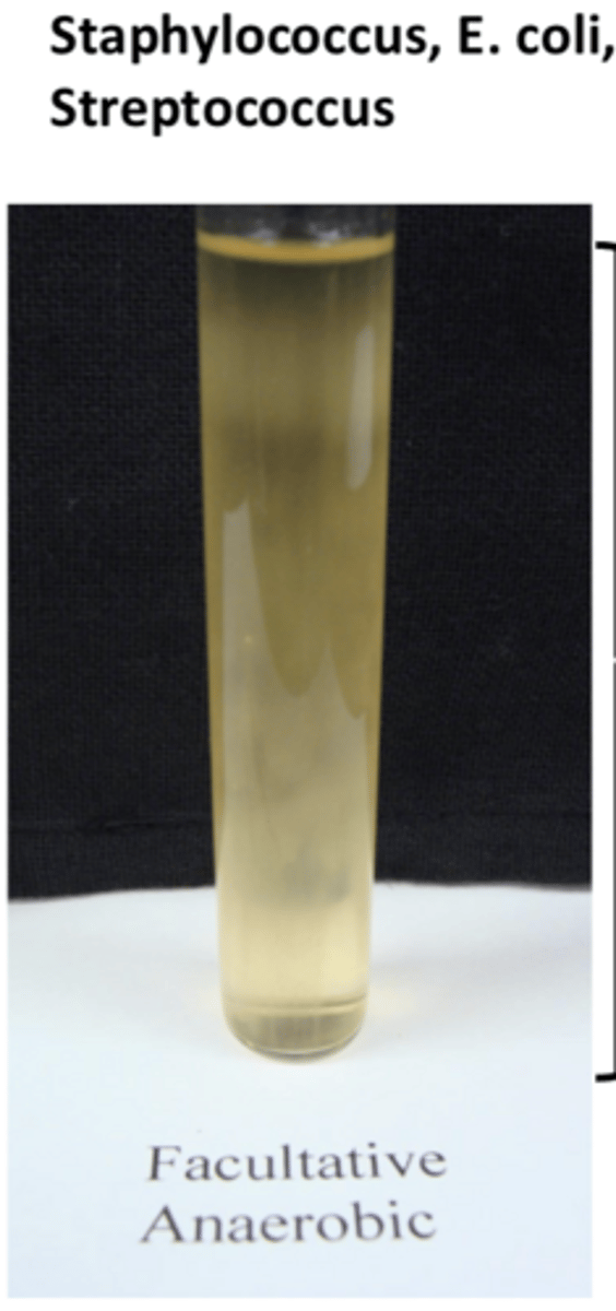 <p>- throughout broth</p><p>- grows with or without oxygen</p><p>EX: E. coli, staphylococcus, streptococcus</p>