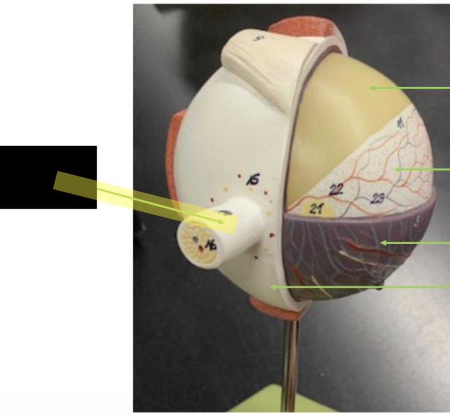 <p>what is this part of the eye?</p>