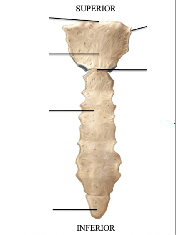 <p>Identify the bone features of the sternum</p>