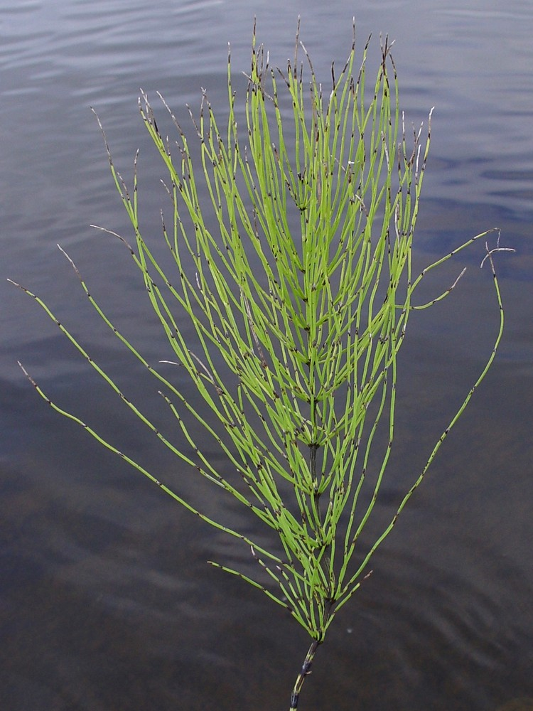 <p>Monilophyte; jointed silica stems; whorled leaves; strobilus at tip; <strong>sporophyte dominant</strong>.</p>