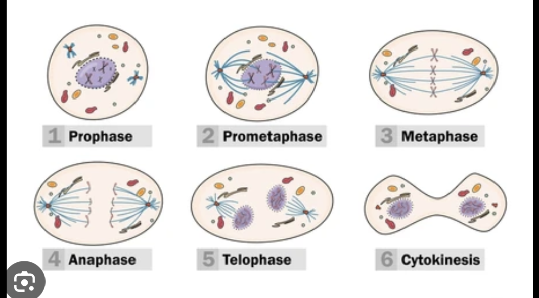 <p>Prometaphase I</p>