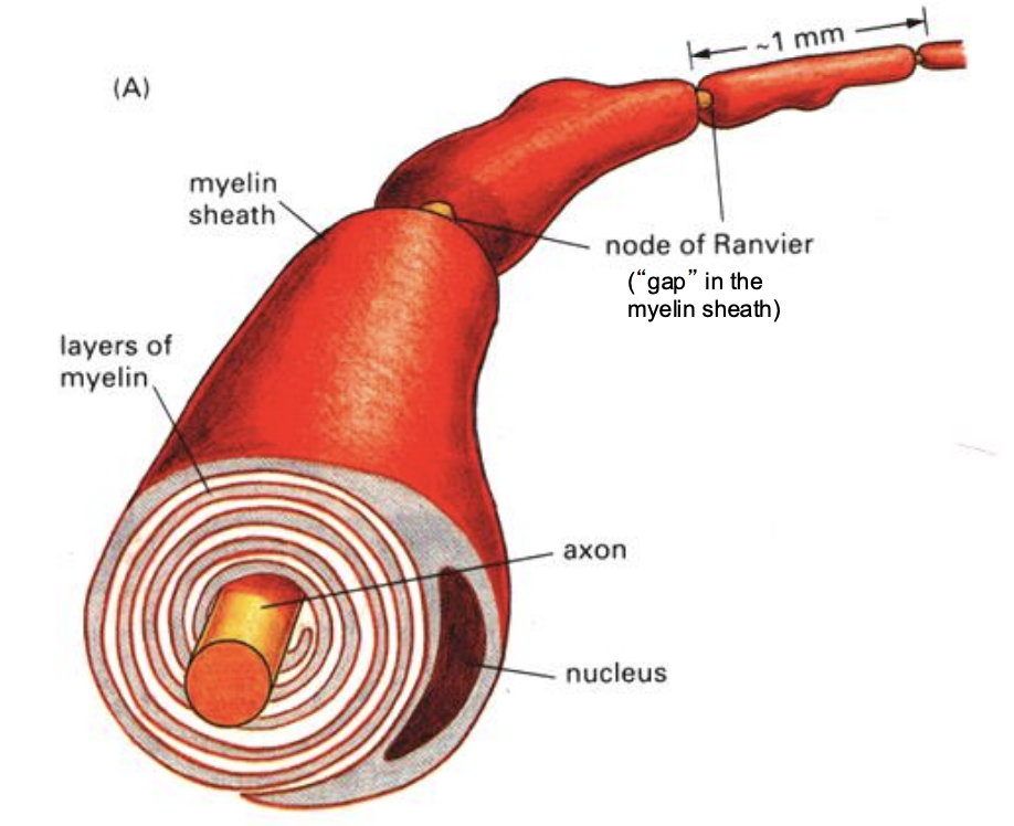 <p>Individual Schwann cells form myelin sheath around ___ axon</p>