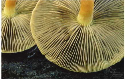<p>The structures on the surface of the gills pictured above are called:</p><p>A. Basidia</p><p>B. Asci</p><p>C. Archegonia</p><p>D. Gemmae</p>