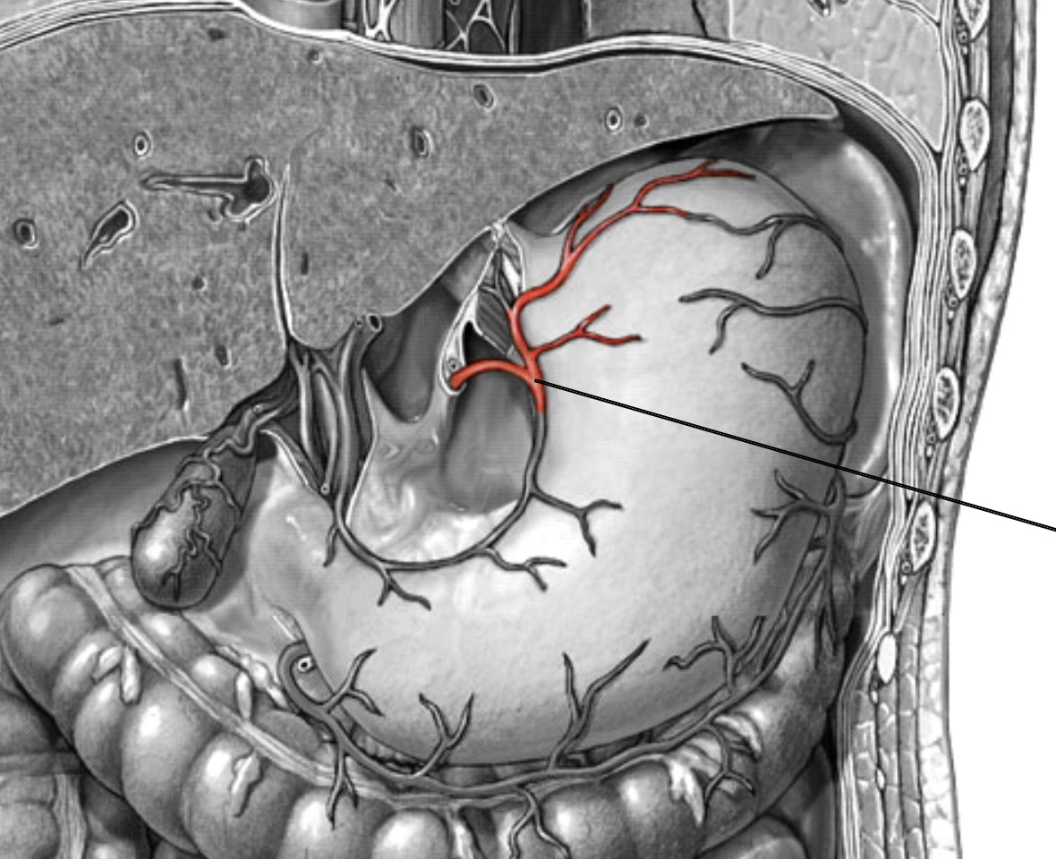 <p>Which arteries:</p><ul><li><p>Branch off from celiac trunk, goes left</p></li><li><p>Superior &amp; medial to splenic artery</p></li></ul><p></p>