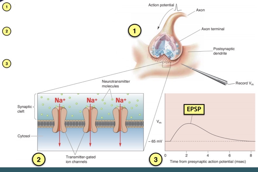 <p>How is an excitatory postsynaptic potential formed (EPSP)</p>