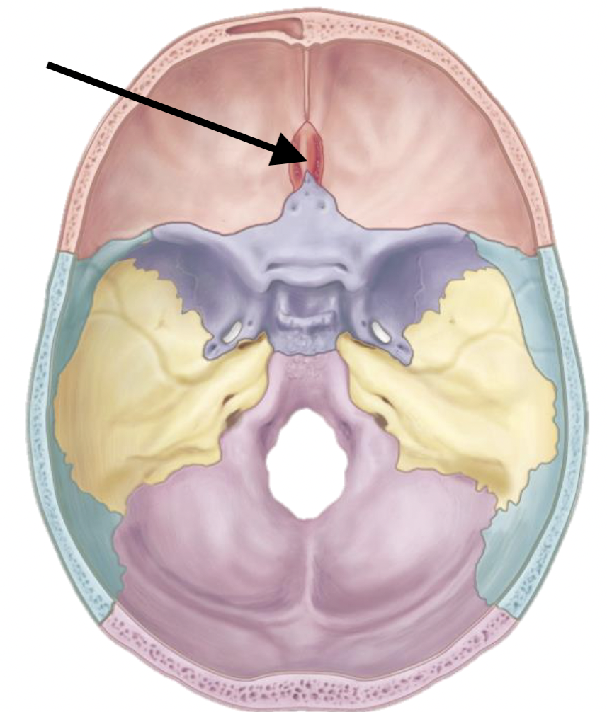 <p>Name the bone</p>