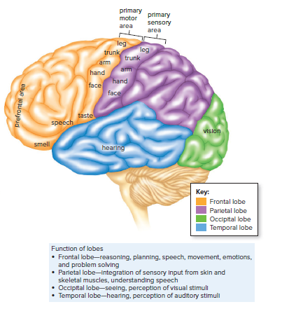 Functional regions of the cerebral cortex.
