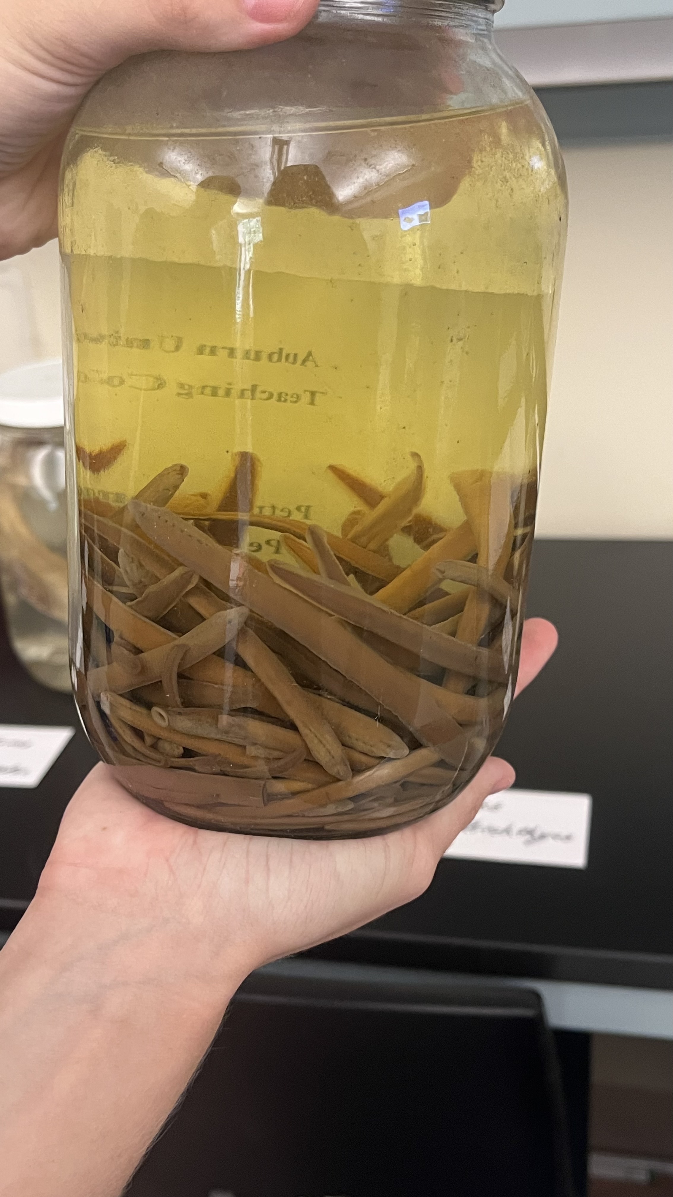 <p>Northern Lampreys</p>