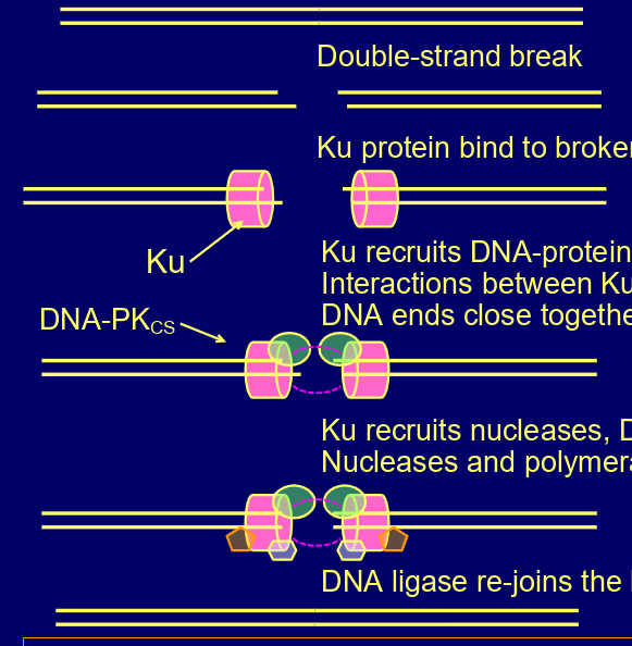 <p>ku protein bind to both ends, recruits DNA-protein kinase catalytic subunit- interactions keep them close,</p><p> ku recruits nucleases, </p><p>DNA polymerases & DNA ligases, </p><p>DNA ligases re-joins the broken ends</p>