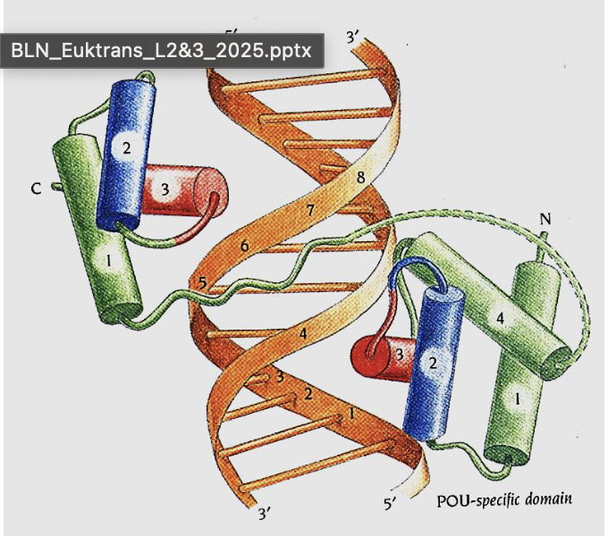 <p>As dimers, with recognition helices spaced one DNA turn apart 🔗.</p>