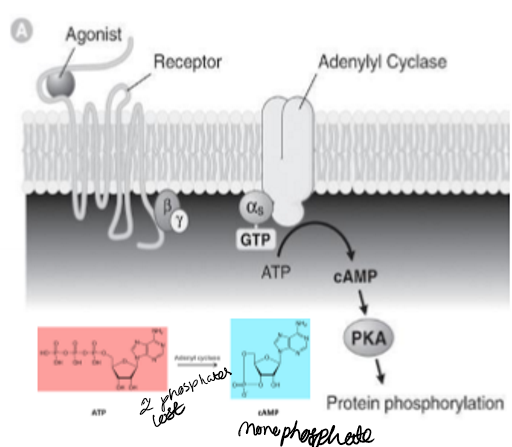 <p>7-Transmembrane receptors, G protein linked to adenyl cyclase, ATP to cAMP (two phosphates lost) , protein phosphorylation drives response</p>