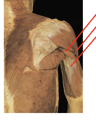<p>What musclees are these?What is its origin. Where does it inserts. </p>