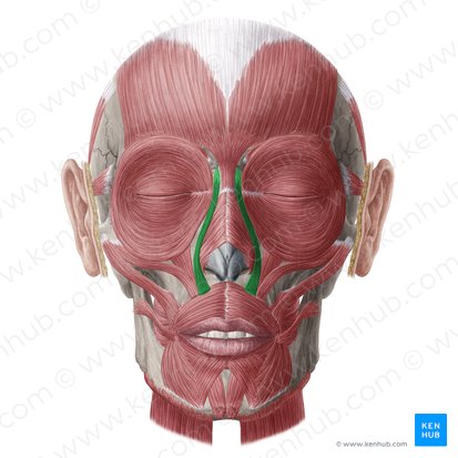 <p>muscle of facial expressions [raise upper lip, dialate nostril] <em>Origin: nasal process, insertion: cartilage of the nose and fleshy upper lip</em></p>
