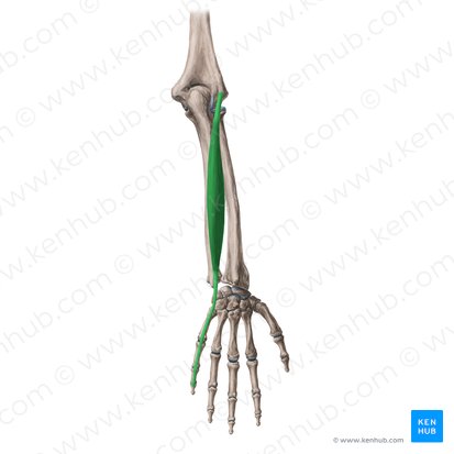 <p>back, starting from arm</p>