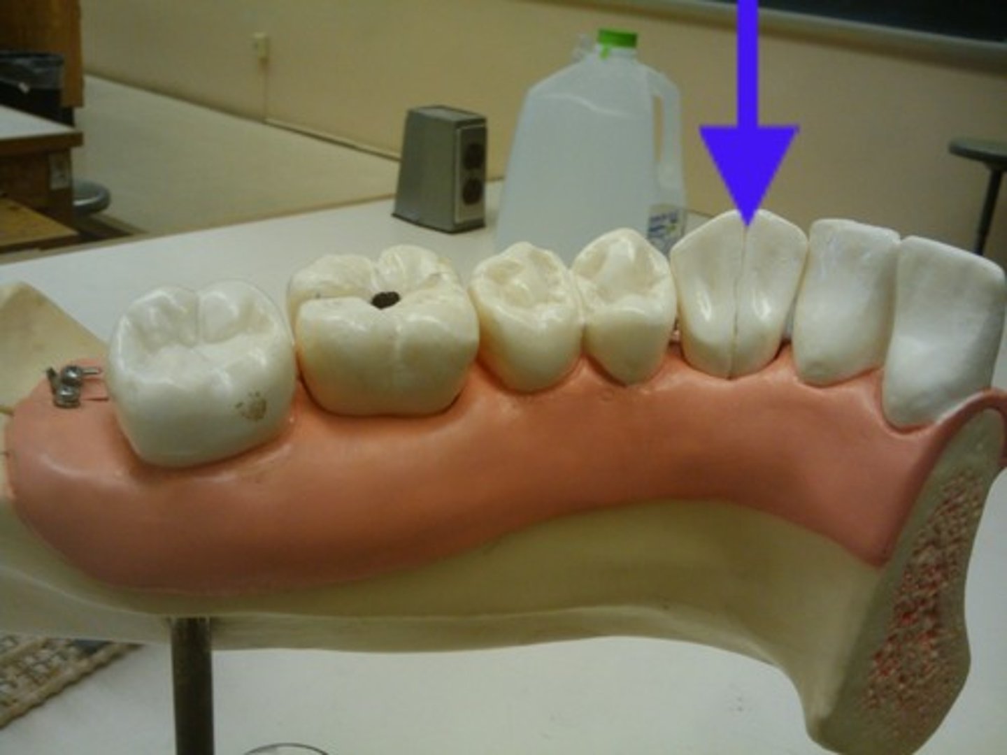 <p>Pointed for piercing and tearing</p>