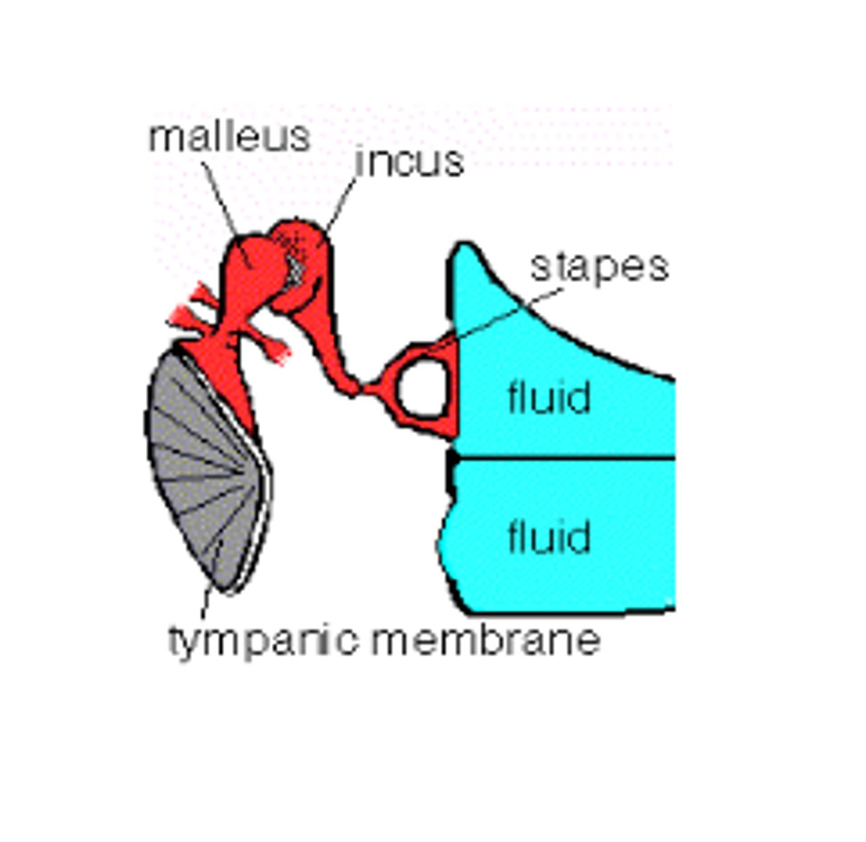 <p>reciprocating action between the oval window (stimulated by rocking motion of footplate of stapes) and round window (uncovered membrane below the oval window)</p>