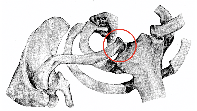 Where is the only bony contact the shoulder girdle has with the axial skeleton?