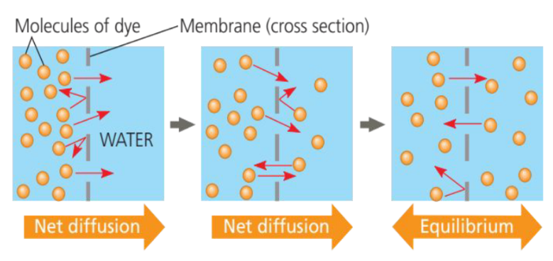 <p>Diffusion also occurs across membranes.</p><p>Random movement of dye molecules will cause some to pass through the pores; this will happen more often on the side with more dye molecules.</p>