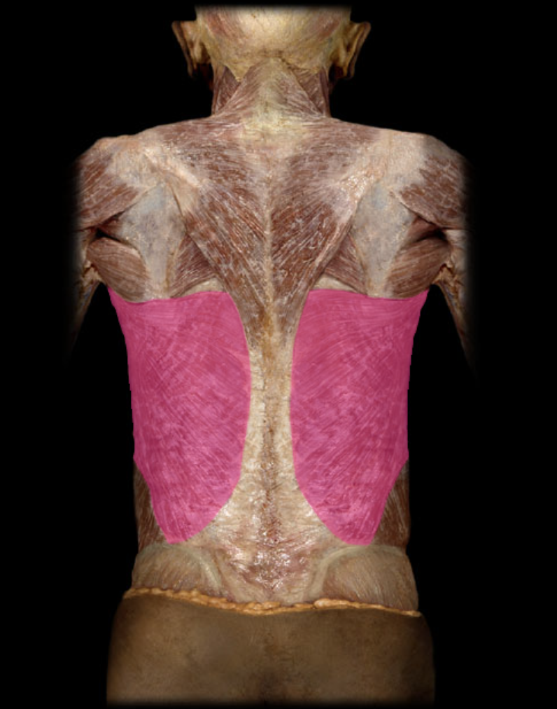 <p>identify and function posterior </p>