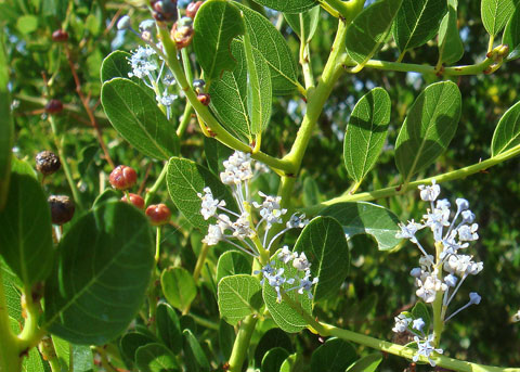 <p>Greenbark Ceanothus</p>