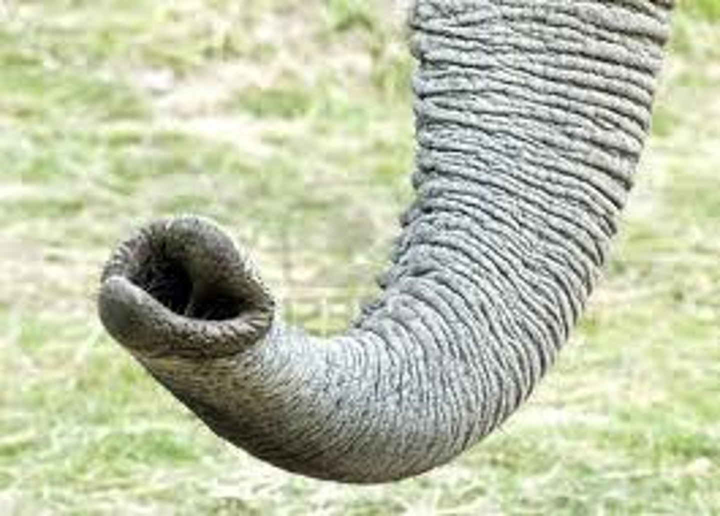 <p>The trunk is divided into which subregions</p>