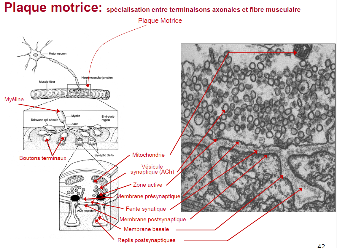 <p>Plaque motrice</p>