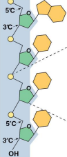<p>Polynucleotides</p>