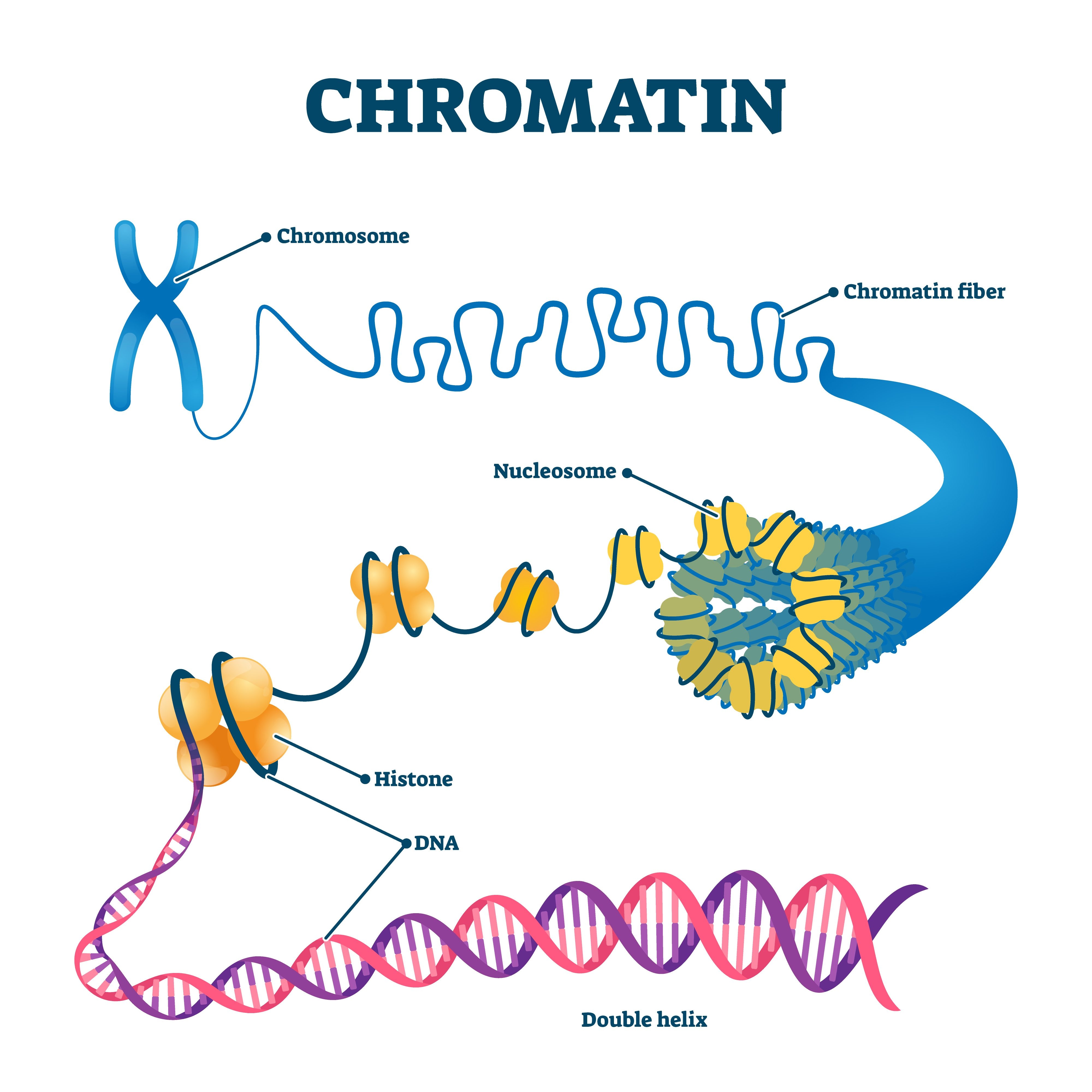 <p>DNA helix → wrapped around histones → creates nucleosomes → bundles into chromatin → compacts into chromosome</p>