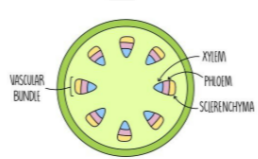 <p>where can you find this vascular bundle in the plant </p>