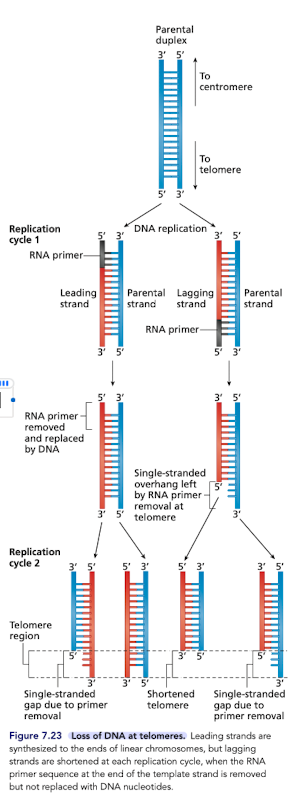 <p>Replication process <strong><em>unable </em></strong>to replicate linear chromosomes to the end due to the requirement of a primer </p><ul><li><p>so, chromosomes become <strong><em>shorter </em></strong>with each replication cycle </p></li></ul>