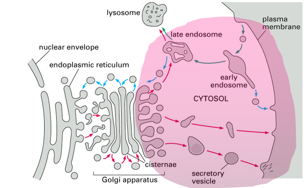 <p>In vesicles and organelles</p>