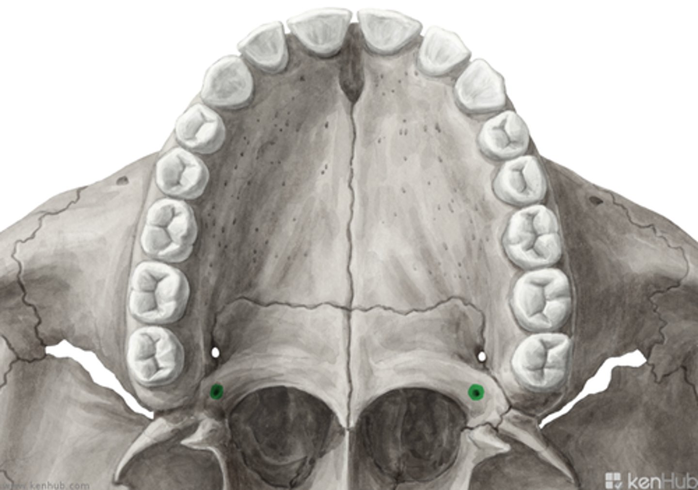 knowt flashcard image